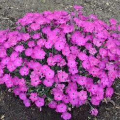 PAINT THE TOWN FUCHSIA DIANTHUS -Greenscape Shop DETA2 4106