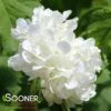EASTERN SNOWBALL VIBURNUM -Greenscape Shop DETA2 411