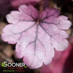 DOLCE® SILVER GUMDROP CORAL BELLS -Greenscape Shop DETA2 4121