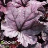 DOLCE® WILDBERRY CORAL BELLS -Greenscape Shop DETA2 4123