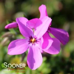 MAGENTA SPRITE HYBRID SPRING PHLOX -Greenscape Shop DETA2 4156