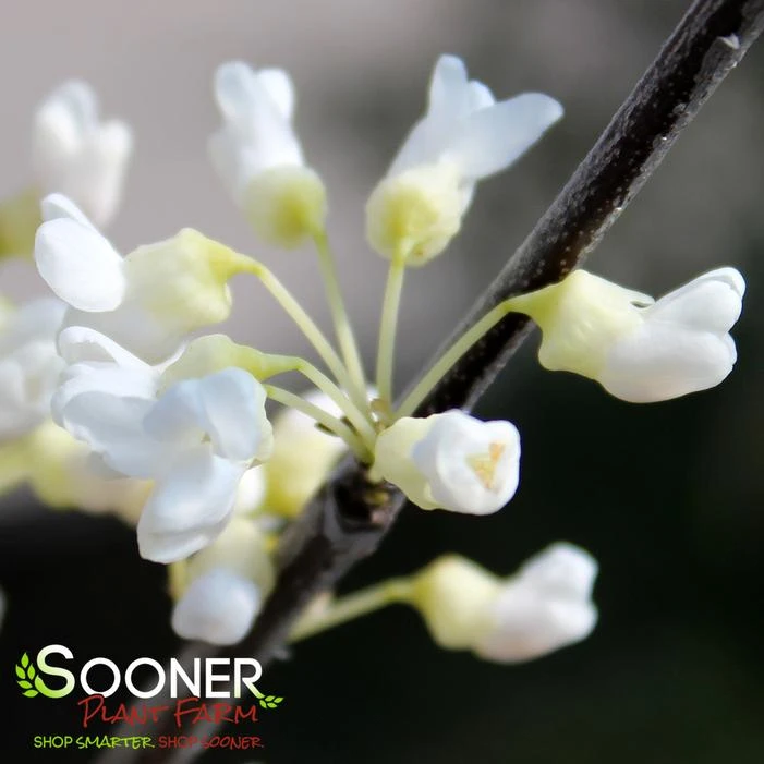 VANILLA TWIST WEEPING REDBUD 4 VANILLA TWIST WEEPING REDBUD - Image 2