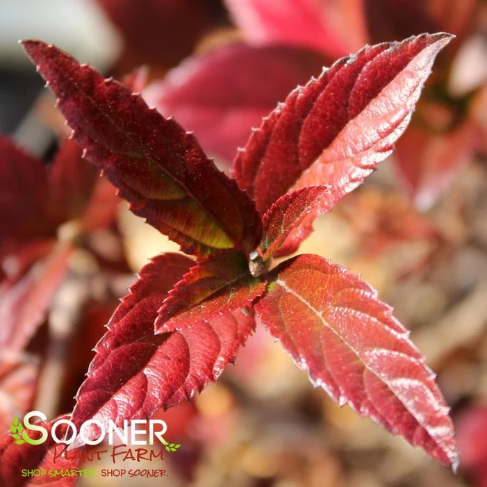 SWEET TALKER® VIBURNUM 3 SWEET TALKER® VIBURNUM