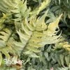 JAPANESE HOLLY FERN 2 JAPANESE HOLLY FERN -Greenscape Shop DETA2 4291