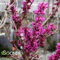 DON EGOLF MINIATURE REDBUD 8 DON EGOLF MINIATURE REDBUD -Greenscape Shop DETA2 430