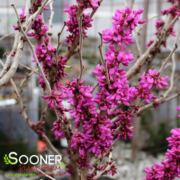 DON EGOLF MINIATURE REDBUD 5 DON EGOLF MINIATURE REDBUD - Image 3