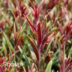 BELLEZA® DARK PINK WAND FLOWER -Greenscape Shop DETA2 4300