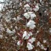 SNOW FOUNTAIN WEEPING FLOWERING CHERRY -Greenscape Shop DETA2 433