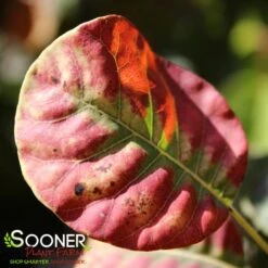 GOLDEN SPIRIT SMOKETREE -Greenscape Shop DETA2 437