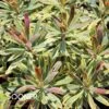 ASCOT RAINBOW EUPHORBIA -Greenscape Shop DETA2 4375