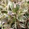 MY MONET® WEIGELA 1 MY MONET® WEIGELA -Greenscape Shop DETA2 439
