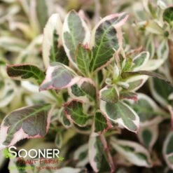 MY MONETĀ® WEIGELA