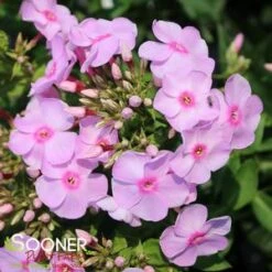 LUMINARY® OPALESCENCE GARDEN PHLOX -Greenscape Shop DETA2 4409