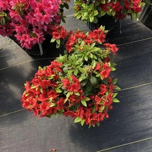 PERFECTO MUNDO® ORANGE AZALEA 4 PERFECTO MUNDO® ORANGE AZALEA - Image 2