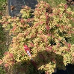 MR. MUSTARD® SORBARIA -Greenscape Shop DETA2 4456