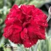PRETTY POPPERS™ ELECTRIC RED DIANTHUS -Greenscape Shop DETA2 4543