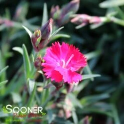 PAINT THE TOWN RED DIANTHUS -Greenscape Shop DETA2 4548