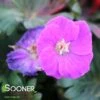 NEW HAMPSHIRE PURPLE CRANESBILL GERANIUM 1 NEW HAMPSHIRE PURPLE CRANESBILL GERANIUM -Greenscape Shop DETA2 4559