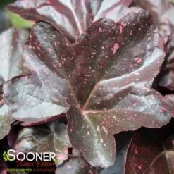 MIDNIGHT ROSE CORAL BELLS -Greenscape Shop DETA2 456