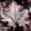 GRAPE TIMELESS CORAL BELLS -Greenscape Shop DETA2 4593