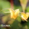 AMBER QUEEN EPIMEDIUM 2 AMBER QUEEN EPIMEDIUM -Greenscape Shop DETA2 4595