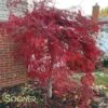 CRIMSON QUEEN WEEPING JAPANESE MAPLE 1 CRIMSON QUEEN WEEPING JAPANESE MAPLE -Greenscape Shop DETA2 46