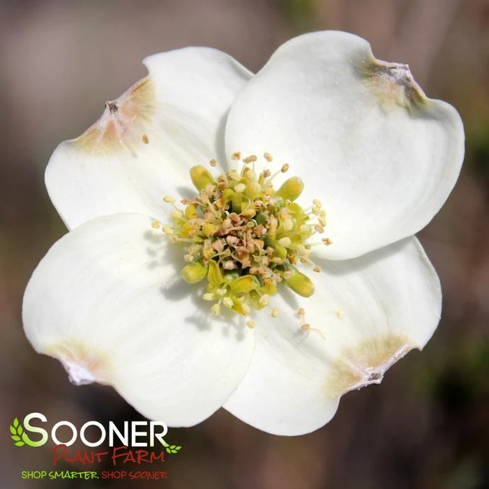 SUPER PRINCESS DOGWOOD 4 SUPER PRINCESS DOGWOOD - Image 2