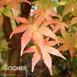 CORAL BARK UPRIGHT JAPANESE MAPLE -Greenscape Shop DETA2 47