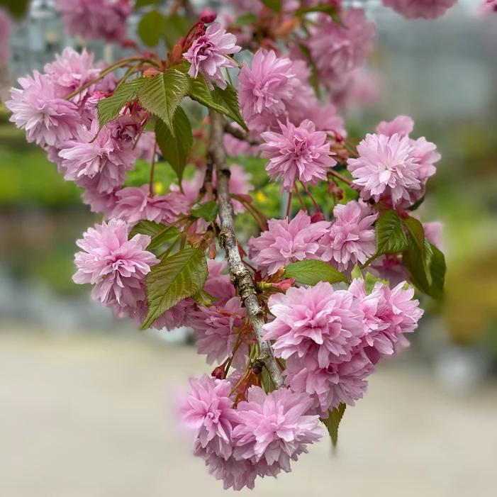 WEEPING EXTRAORDINAIRE™ FLOWERING CHERRY 3 WEEPING EXTRAORDINAIRE™ FLOWERING CHERRY