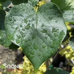 WHITE CHINESE REDBUD -Greenscape Shop DETA2 4777