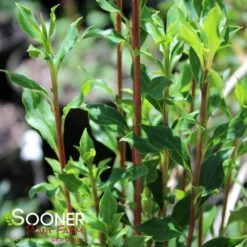 SHOWY LANTERN ENKIANTHUS