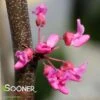 TENNESSEE PINK REDBUD 2 TENNESSEE PINK REDBUD -Greenscape Shop DETA2 4802