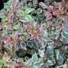TRES AMIGOS® ABELIA -Greenscape Shop DETA2 4827