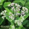 PHANTOM JOE PYE WEED -Greenscape Shop DETA2 484
