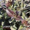 STUNNER™ WEIGELA -Greenscape Shop DETA2 4920