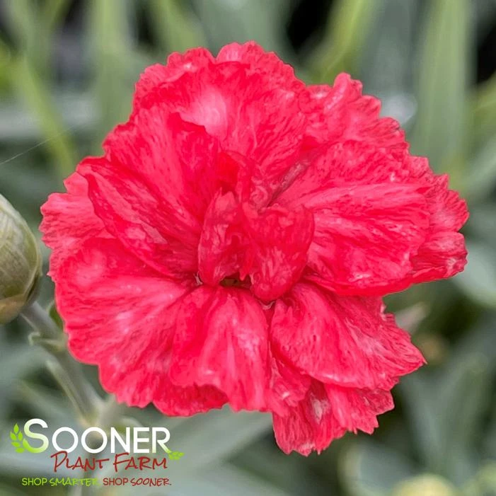 WHETMAN® PREMIER™ ROSEBUD DIANTHUS 3 WHETMAN® PREMIER™ ROSEBUD DIANTHUS