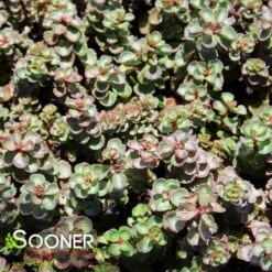 DRAGON'S BLOOD SEDUM -Greenscape Shop DETA2 5022