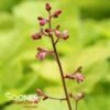 PRIMO® PISTACHIO AMBROSIA CORAL BELLS -Greenscape Shop DETA2 5068