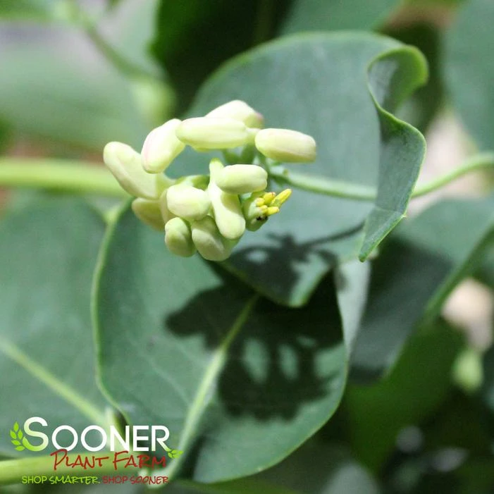 KINTZLEY'S GHOST® GRAPE HONEYSUCKLE 4 KINTZLEY'S GHOST® GRAPE HONEYSUCKLE - Image 2