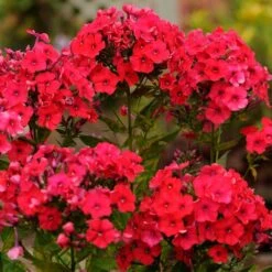 RED RIDING HOOD GARDEN PHLOX -Greenscape Shop DETA2 5078