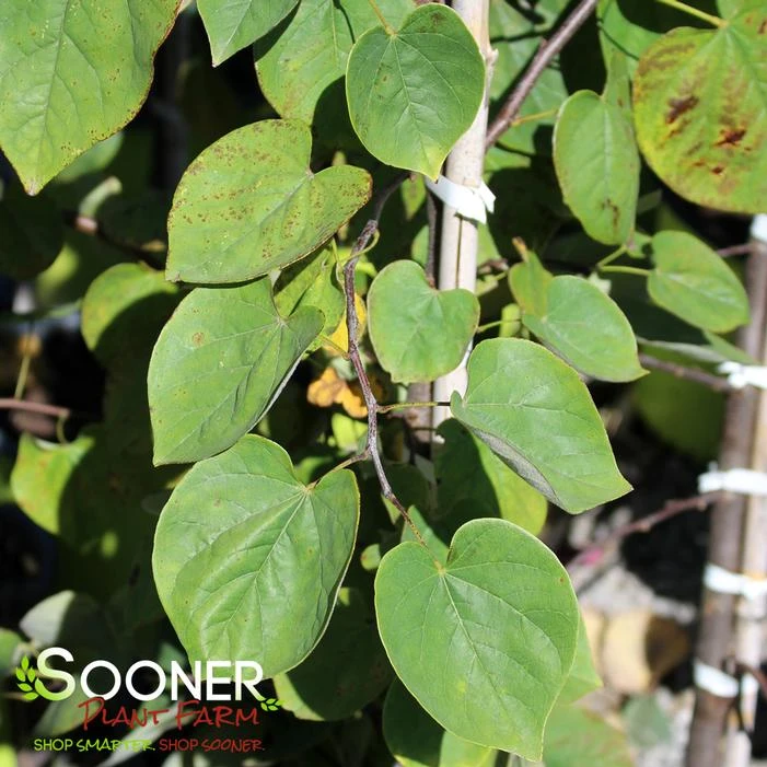 CASCADING HEARTS WEEPING REDBUD 3 CASCADING HEARTS WEEPING REDBUD