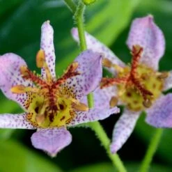 AUTUMN GLOW TOAD LILY 7 AUTUMN GLOW TOAD LILY -Greenscape Shop DETA2 5089