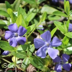 BOWLES VINCA -Greenscape Shop DETA2 510
