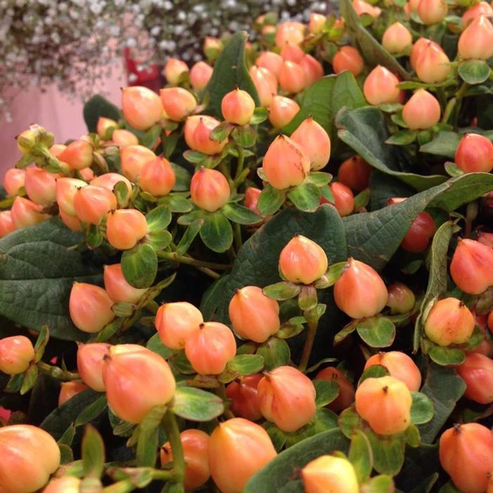 MAGICAL® DESIRE ST. JOHN'S WORT 4 MAGICAL® DESIRE ST. JOHN'S WORT - Image 2