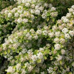 RASPBERRY LEMONADE™ NINEBARK -Greenscape Shop DETA2 5115