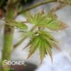 CHIRIMEN NISHIKI UPRIGHT JAPANESE MAPLE -Greenscape Shop DETA2 5137