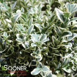 VARIEGATED ENGLISH BOXWOOD -Greenscape Shop DETA2 5149