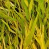 BENI KAZE JAPANESE FOREST GRASS -Greenscape Shop DETA2 5163