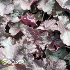 OBSIDIAN CORAL BELLS -Greenscape Shop DETA2 518