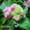 FROGGIE™ HYDRANGEA -Greenscape Shop DETA2 5182